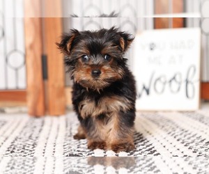 Yorkshire Terrier Puppy for sale in NAPLES, FL, USA