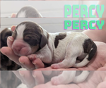 Puppy 7 English Springer Spaniel