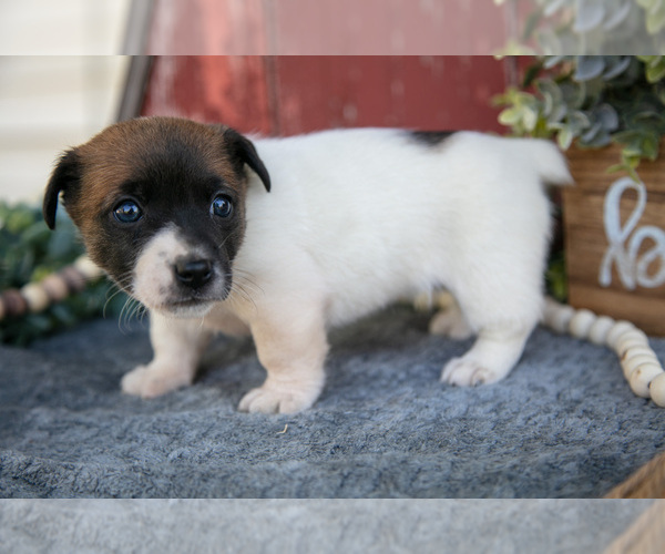 Medium Photo #6 Jack Russell Terrier Puppy For Sale in ETNA GREEN, IN, USA