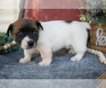 Small #1 Jack Russell Terrier