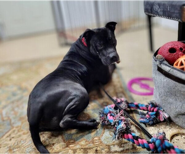 Medium Photo #6 American Staffordshire Terrier-Unknown Mix Puppy For Sale in Lockport, NY, USA