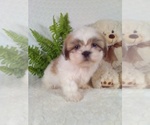 Small #11 Shih Tzu