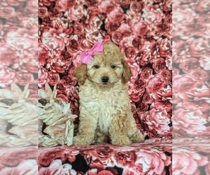 Goldendoodle (Miniature) Puppy for sale in KIRKWOOD, PA, USA