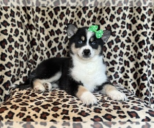 Pomsky Puppy for sale in LAKELAND, FL, USA