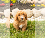 Small Photo #35 Golden Cavadoodle Puppy For Sale in MILLERSBURG, IN, USA