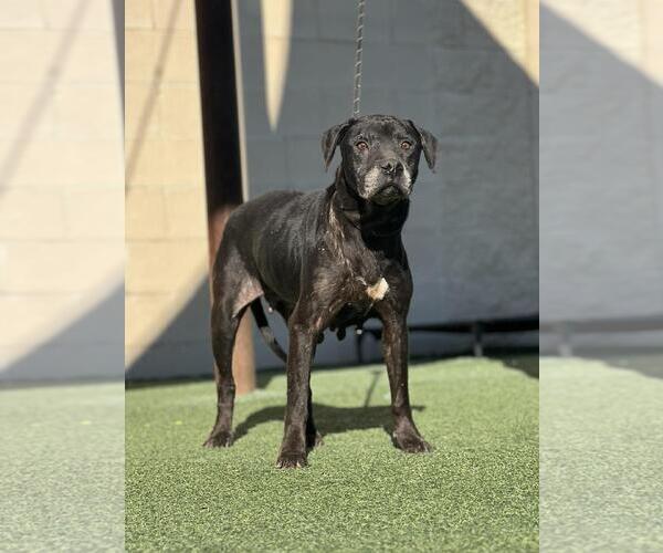 Medium Photo #2 Mutt Puppy For Sale in Rockwall, TX, USA