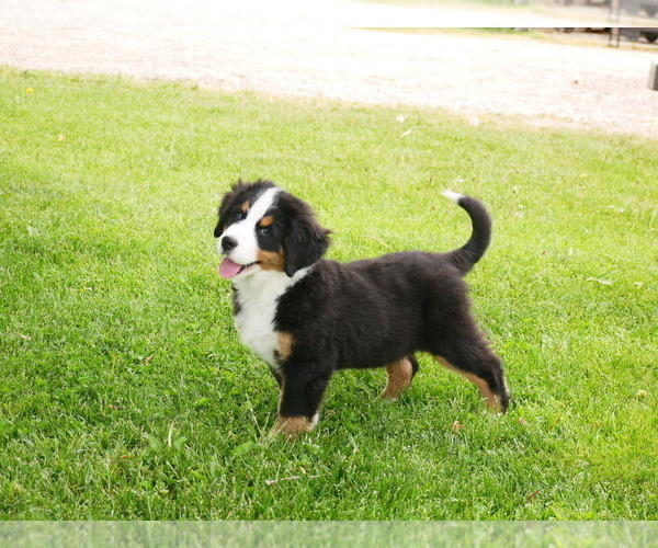 Medium Photo #7 Bernese Mountain Dog Puppy For Sale in CLARE, MI, USA