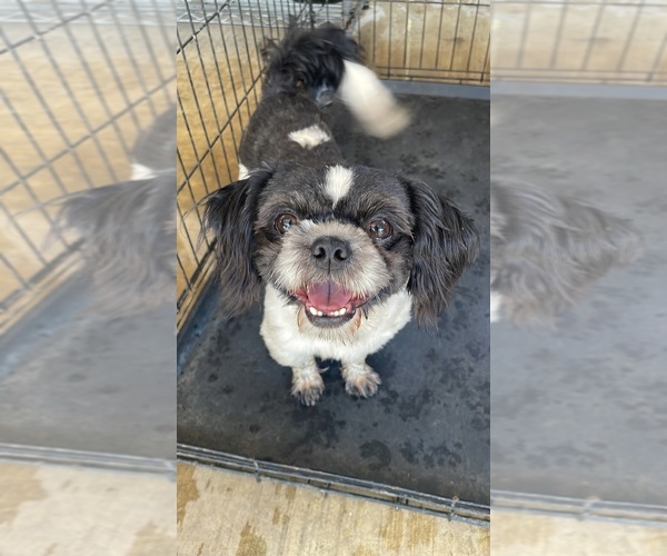 Medium Photo #1 Shih Tzu Puppy For Sale in EXETER, CA, USA