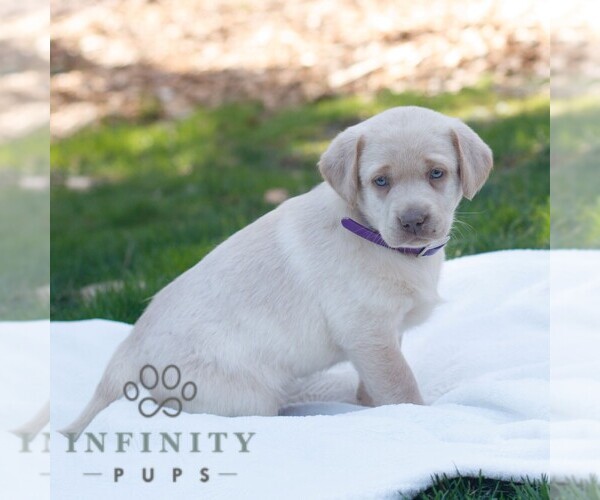 Medium Photo #3 Labrador Retriever Puppy For Sale in NARVON, PA, USA