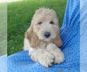 Goldendoodle-Poodle (Standard) Mix Puppy for sale in THORP, WI, USA