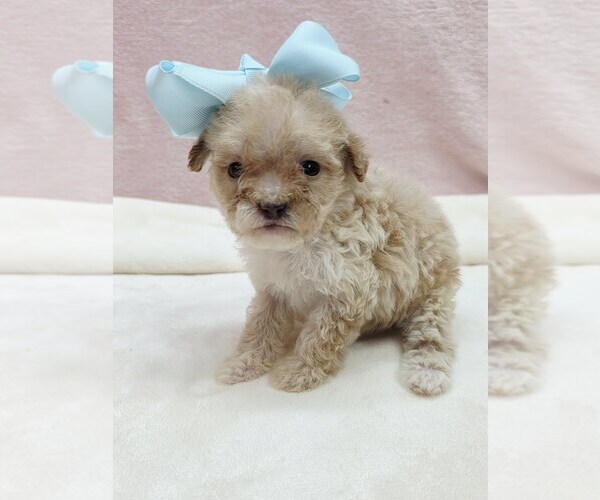 Medium Photo #1 Poodle (Miniature) Puppy For Sale in TAYLOR, TX, USA