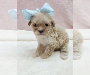 Poodle (Miniature) Puppy for sale in TAYLOR, TX, USA