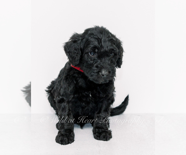 Medium Photo #2 Goldendoodle-Irish Doodle Mix Puppy For Sale in LITTLE ROCK, AR, USA
