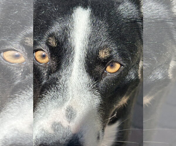 Medium Photo #3 Mutt Puppy For Sale in Lake Elsinore, CA, USA