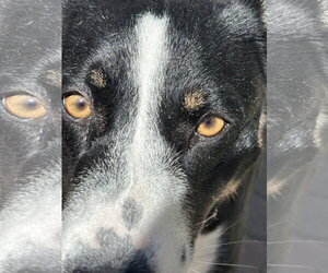 Molly - Female Mutt Dog for Adoption - Photo #3