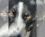 Small Photo #3 Mutt Puppy For Sale in Lake Elsinore, CA, USA