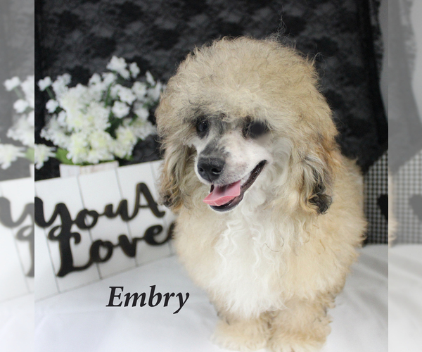 Medium Photo #15 Poodle (Miniature) Puppy For Sale in CHANUTE, KS, USA