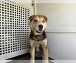 Small Chinese Shar-Pei Mix