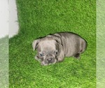 Small Photo #19 French Bulldog Puppy For Sale in HOFFMAN ESTATES, IL, USA