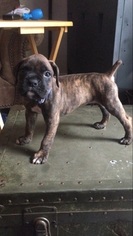 Boxer Puppy for sale in MONROE, WA, USA