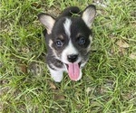 Small #1 Pembroke Welsh Corgi