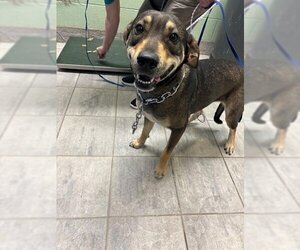 German Shepherd Dog-Unknown Mix Dogs for adoption in Grand Prairie, TX, USA