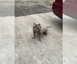 Father of the American Bully puppies born on 01/31/2024