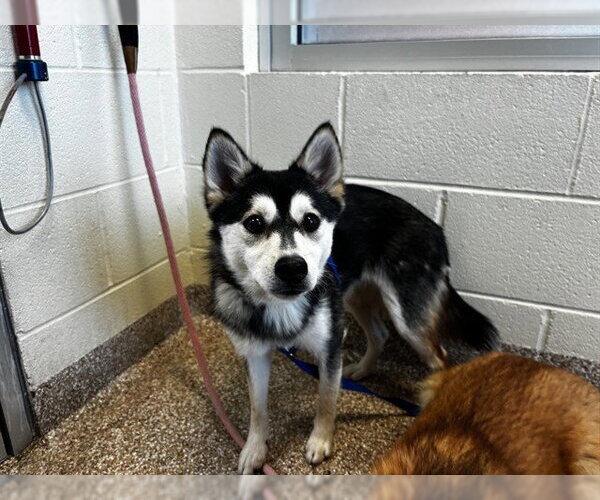 Medium Photo #1 Alaskan Klee Kai-Unknown Mix Puppy For Sale in Pueblo, CO, USA