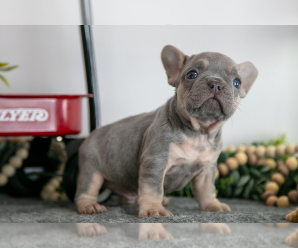Medium Photo #6 French Bulldog Puppy For Sale in GOSHEN, IN, USA