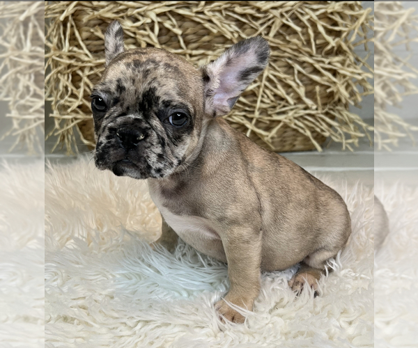 Medium Photo #3 French Bulldog Puppy For Sale in MBORO, TN, USA