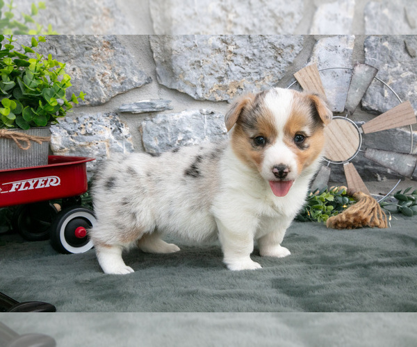 Medium Photo #14 Pembroke Welsh Corgi Puppy For Sale in LEOLA, PA, USA