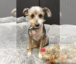 Small #2 Mutt