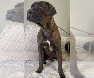 Mastiff Dogs for adoption in Goodyear, AZ, USA