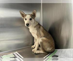 German Shepherd Dog-Unknown Mix Dogs for adoption in Visalia, CA, USA