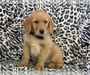 Golden Retriever Puppy for sale in LANCASTER, PA, USA