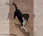 Small #1 Chihuahua