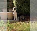 Small #3 German Shepherd Dog Mix