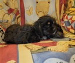 Small Photo #14 Cocker Spaniel Puppy For Sale in WITHEE, WI, USA
