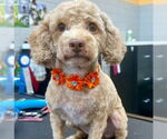 Small Poodle (Miniature)