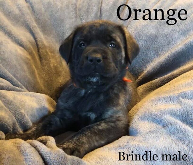 Medium Photo #1 Mastiff Puppy For Sale in MANSFIELD, OH, USA