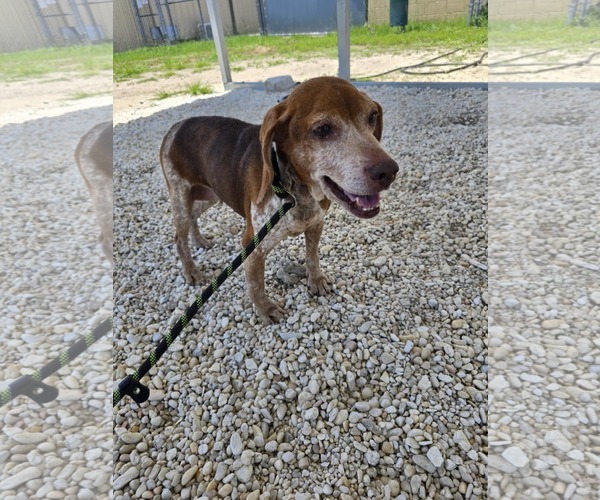 Medium Photo #5 Beagle Puppy For Sale in Tampa, FL, USA