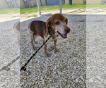Small #4 Beagle