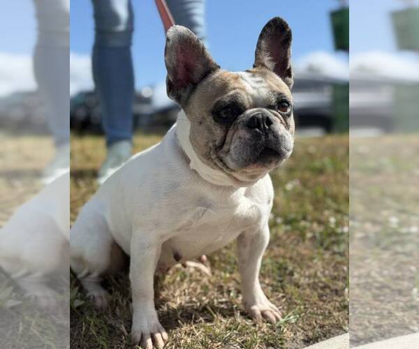 Medium Photo #2 Boston Terrier Puppy For Sale in Valrico, FL, USA