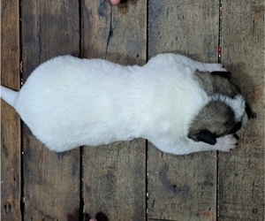 Akita Puppy for Sale in ELLINGTON, Missouri USA