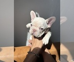 Puppy Cleopatra French Bulldog