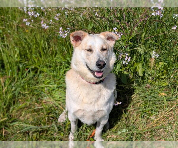 Medium Photo #2 Shepradors Puppy For Sale in McKinleyville, CA, USA