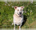 Small #1 Shepradors
