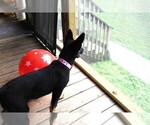 Small #2 German Shepherd Dog
