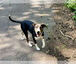 Small #13 American Pit Bull Terrier Mix