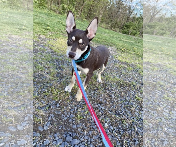 Medium Photo #5 Australian Kelpie-Siberian Husky Mix Puppy For Sale in Pottstown, PA, USA
